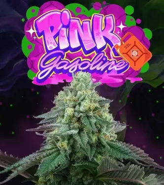 Pink Gasoline > Perfect Tree